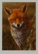 Fox at Dawn, limited edition colour print no.