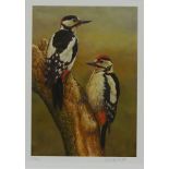 Woodpeckers, limited edition colour print no.