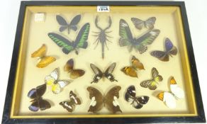 Framed and glazed Butterfly and Scorpion display,
