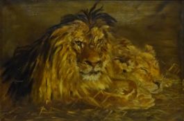 A Lion and Lioness Resting, early 20th century oil on canvas signed and dated E. Davies Oct.