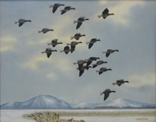 'Pink Footed Geese Gliding in',