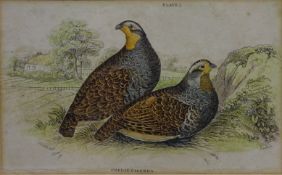 Pair of Partridges 'Perdix Cinera',