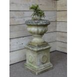 Classical style urn on square plinth, planted with shrub,