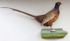 Taxidermy Pheasant on wall mounted stand Condition Report <a href='//www.