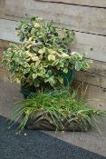 Green painted dolly tub planter with shrub and rectangular composite stone trough