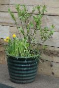 Large glazed terracotta garden planter, planted,