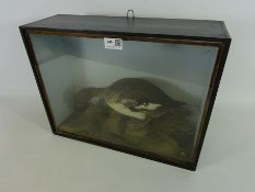 Early 20th Century taxidermy Pochard duck in display case 43cm x 33cm Condition Report