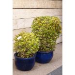 Two blue salt glazed garden planters with shrubs Condition Report <a