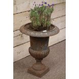 Early 20th century cast iron urn with egg and dart moulded rim, planted with lavender plant,
