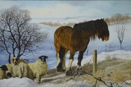 Shire Horse and Sheep in Winter Landscape,