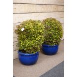 Pair blue salt glazed garden planters with shrubs Condition Report <a