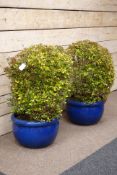 Pair blue salt glazed garden planters with shrubs Condition Report <a