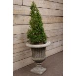 Large composite stone centre piece urn planted with shrub,