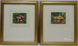 Studies of Toadstools, pair watercolours signed by Don Micklethwaite (British 1936-),