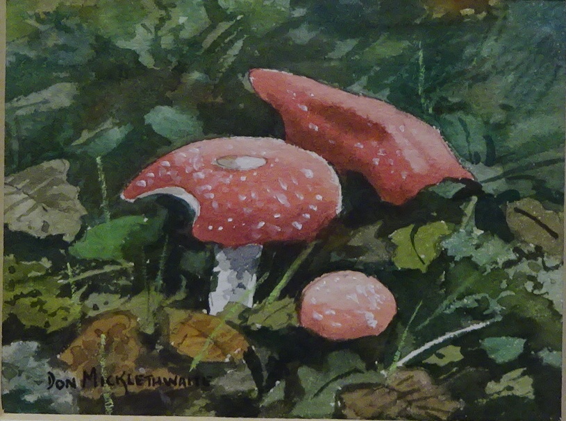 Studies of Toadstools, pair watercolours signed by Don Micklethwaite (British 1936-), - Image 2 of 3