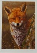Fox at Dawn, limited edition colour print no.