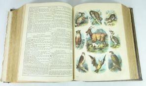 19th Century Brown's Family bible with coloured plates Condition Report <a