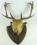Taxidermy Stags head on mount Condition Report <a href='//www.davidduggleby.