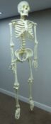 Medical demonstration skeleton, H158cm Condition Report <a href='//www.