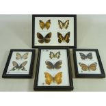 Four framed groups of butterflies, L20cm x H14.