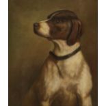 English School (20th century): Study of a Dog,