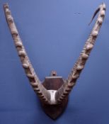 Taxidermy - Pair of Ibex curved horns on partial skull, mounted on a pine shield labelled verso,