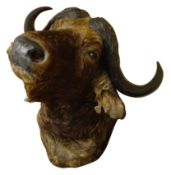 Taxidermy - Cape Buffalo, full head & neck, H90cm,