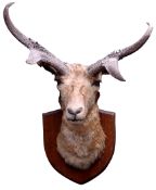 Taxidermy - Deer, full head, on oak shield, H80cm,