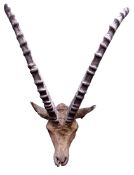 Taxidermy - Ibex, full head,