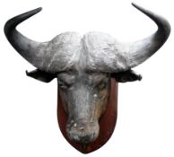 Taxidermy - Cape Buffalo, large full head and neck on shaped pine shield, H96cm, D76cm,