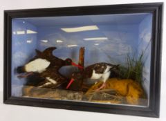 Taxidermy - Pair of Oyster Catchers,
