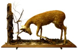 Taxidermy - Full Roe deer, mounted on a naturalistic base, W139cm,