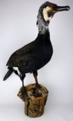 Taxidermy - Male Cormorant, naturalisticaly mounted on a log,