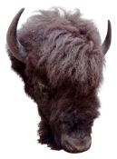 Taxidermy - American Bison, large full head, H86cm, D66cm,