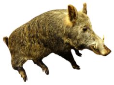 Taxidermy - Wild boar, full body, seated on haunches, W125cm,