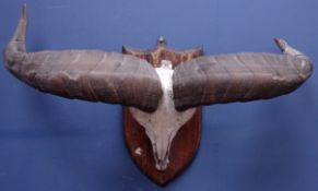 Taxidermy - Pair of Blue Sheep curved horns on full skull, mounted on oak shield, labelled verso,