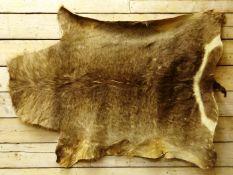 Taxidermy - African Water buck skin, L190cm Condition Report <a href='//www.