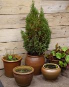 Five garden plant pots including salt glazed planter planted with shrub