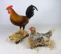 Taxidermy hen and Cockerel on hardwood stands,