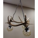 Taxidermy - Red stag three light chandelier with glass shades and chain fittings, fourteen points,