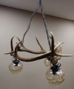 Taxidermy - Red stag three light chandelier with glass shades and chain fittings, fourteen points,