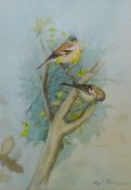 Chaffinches on a Branch,