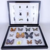 Two framed displays of butterflies and insects,