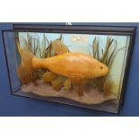 Taxidermy - Cast of a Golden Tench, in reeded and painted backdrop,