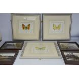 Butterfly Studies, three hand coloured engravings after J J Ernst by J J Juillet with blind stamp,