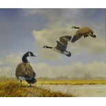 Spencer Hodge (British 1943-): Canada Geese in Wetland Setting,