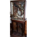A late 19th century corner display case of taxidermy, including a heron, a red squirrel, a magpie,