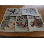 ARCHIBALD THORBURN. 35 col lithos from the large 4to "British Birds." c1916.