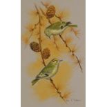 A J LAWRENCE Two ornithological studies Together with a third by Paul A Nicholas