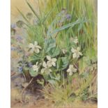 HELEN CORDELIA ANGEL COLEMAN White Violets Watercolour Signed Title label on the back 21 x 17cm